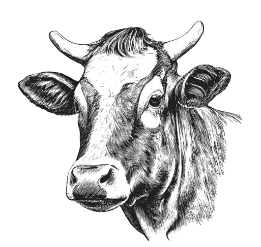 Campo